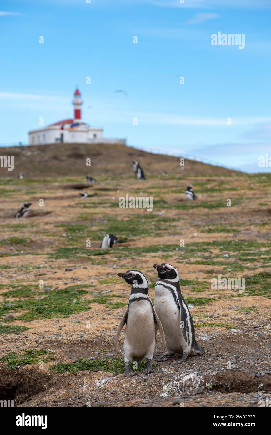 Penguin Reserve at Magdalena island in the Strait of Magellan Stock