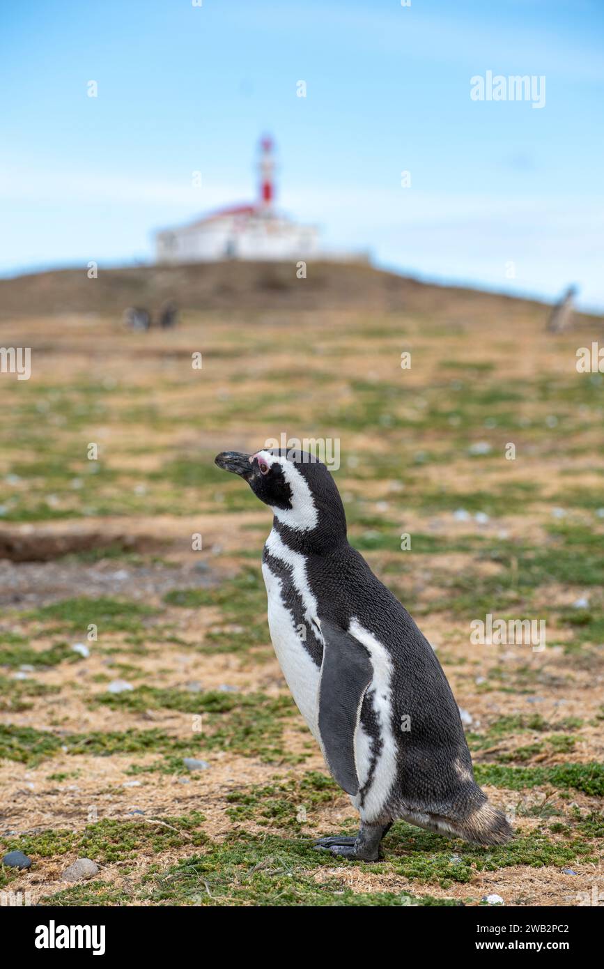 Penguin Reserve at Magdalena island in the Strait of Magellan Stock