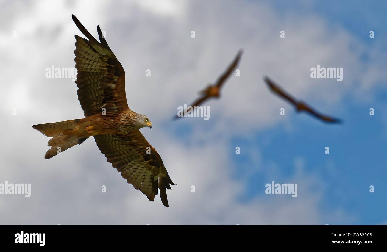 Red Kites (milvus milvus) Stock Photo