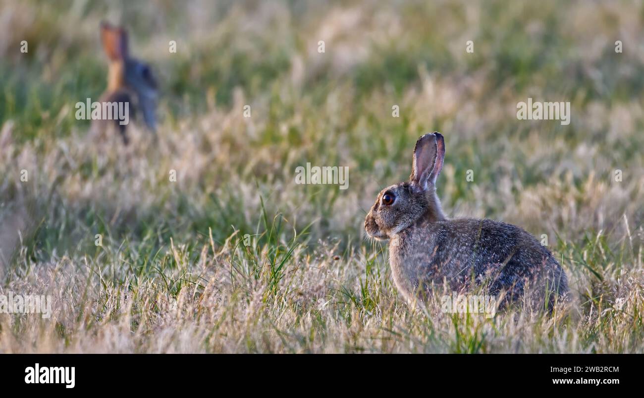 A pair of cute rabbits Stock Photo