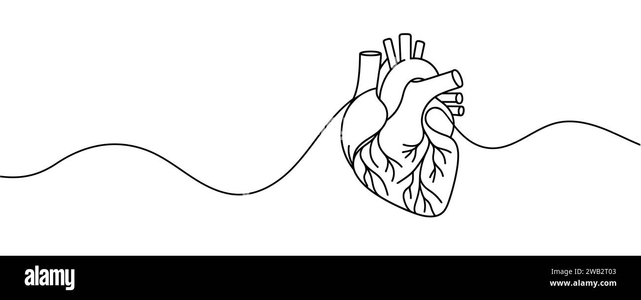 human heart drawn with a line. Vector illustration Stock Vector Image ...