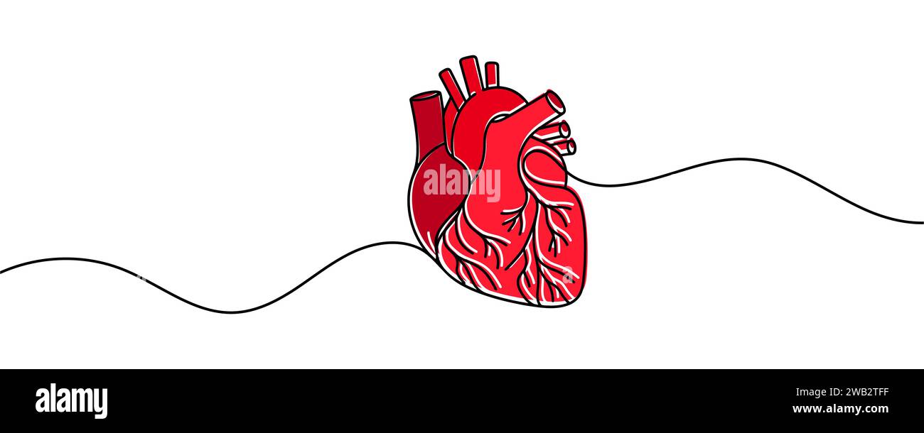 human heart drawn with a line. Vector illustration Stock Vector Image ...