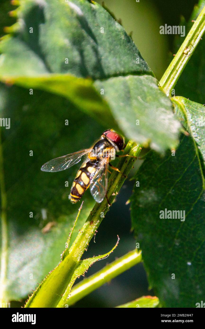 Scaeva albomaculata hires stock photography and images Alamy