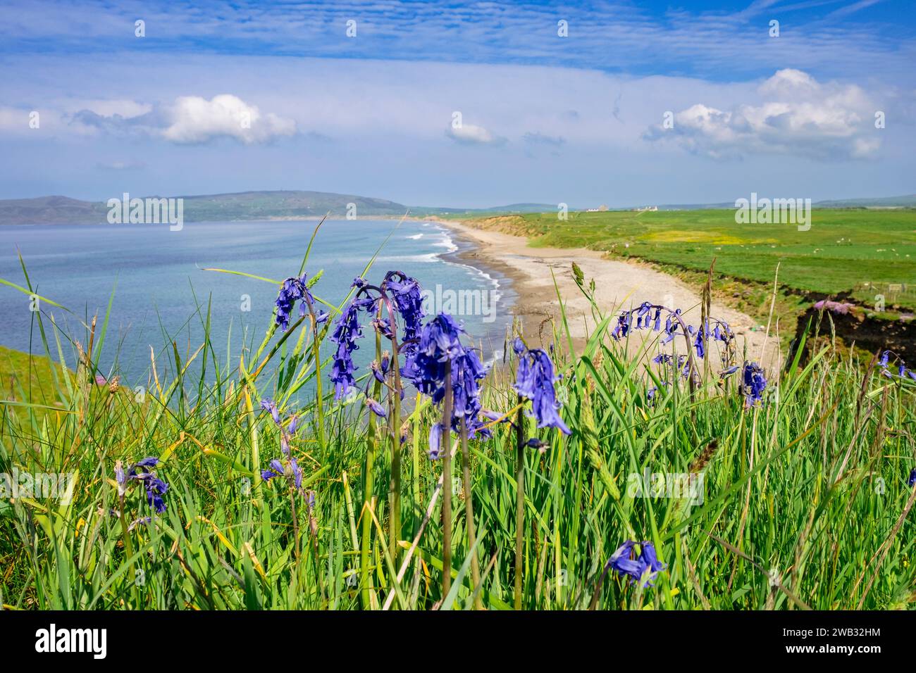 Bluebells at Porth Neigwl or Hell's Mouth beach on Llyn Peninsula near Abersoch, Gwynedd, Wales, UK, Britain. Photographed from Wales Coast Path Stock Photo