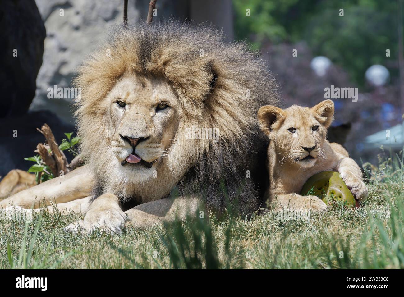 lion et lionceau assis cote a cote dans l'herbe Stock Photo