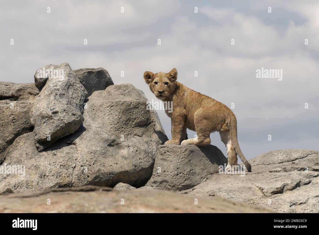 lionceau seul sur un rocher qui regarde l'objectif Stock Photo