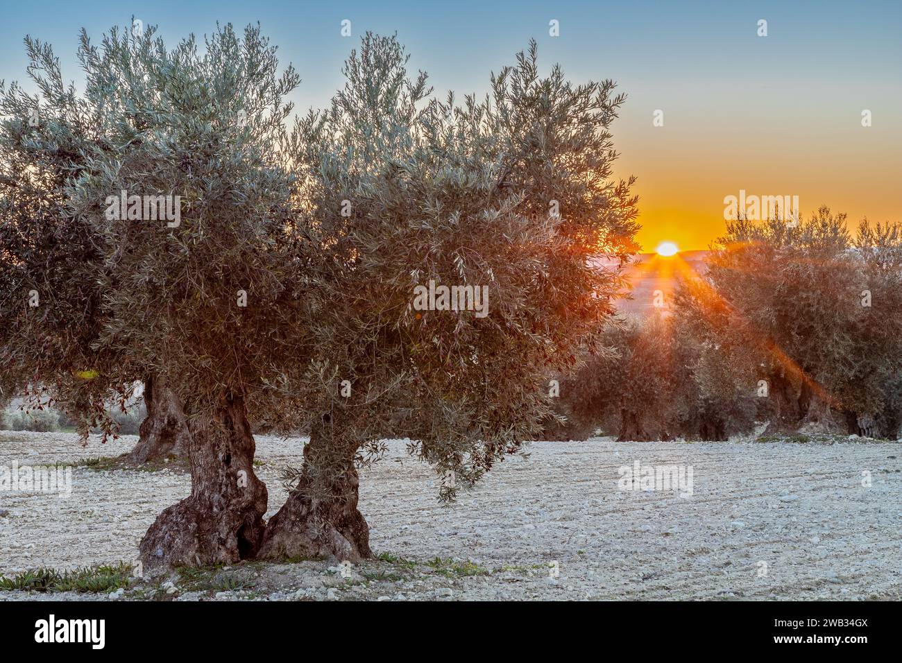 Colourful sunset over a olive tree field in Jaén, this province is known as the world capital of olive oil production, making it an ideal destination Stock Photo