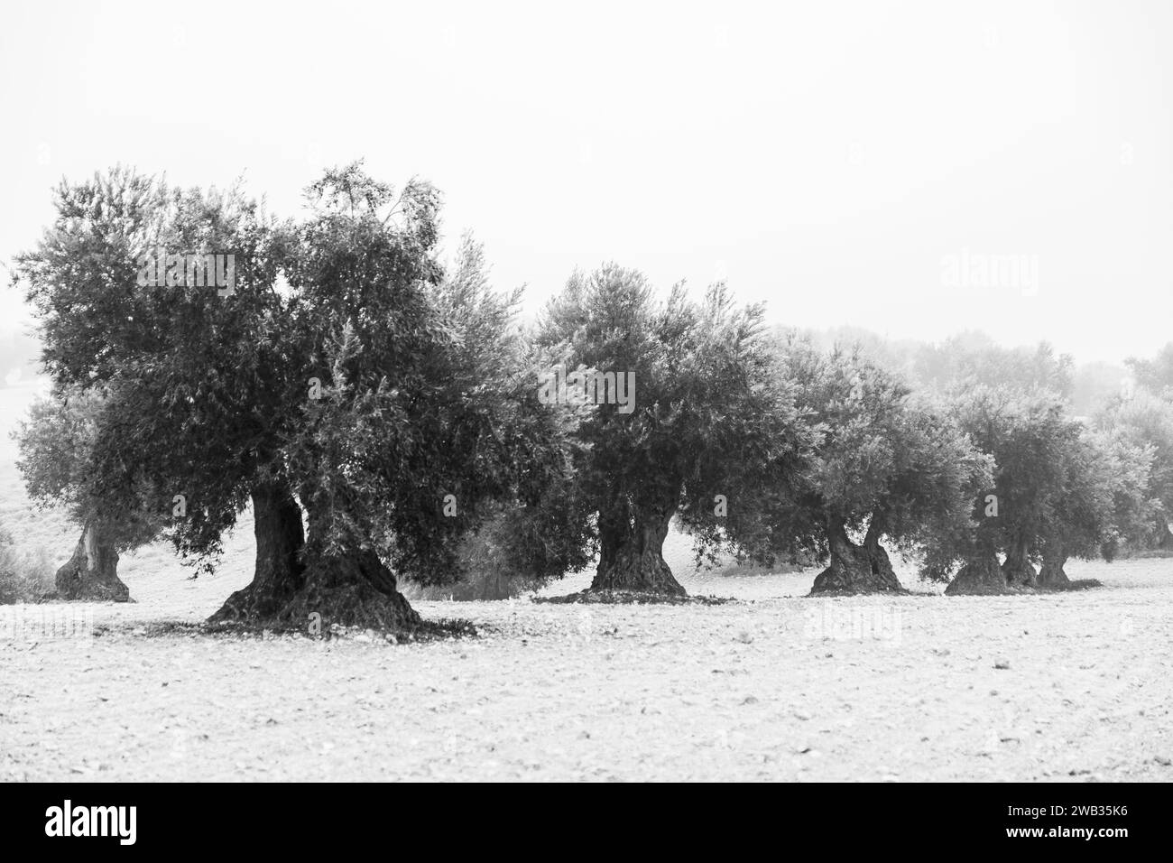 Black and white image of hazy olive tree field in Jaén, this province is known as the world capital of olive oil production, making it an ideal destin Stock Photo