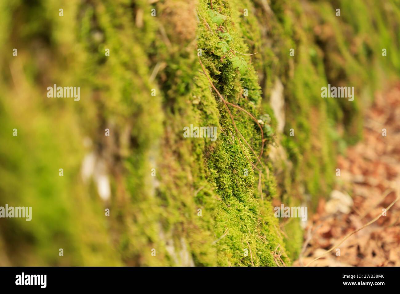 Closeup detailed view lush moss hi-res stock photography and images - Alamy
