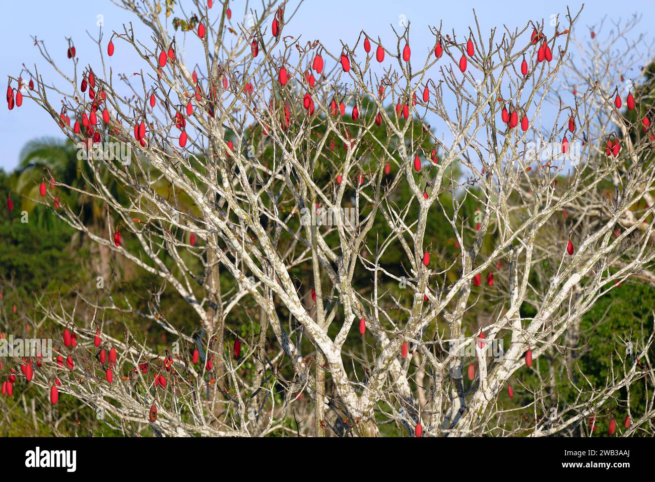 Brazilian kapok tree, Chorisia speciosa, Amazonas state, Brazil Stock Photo
