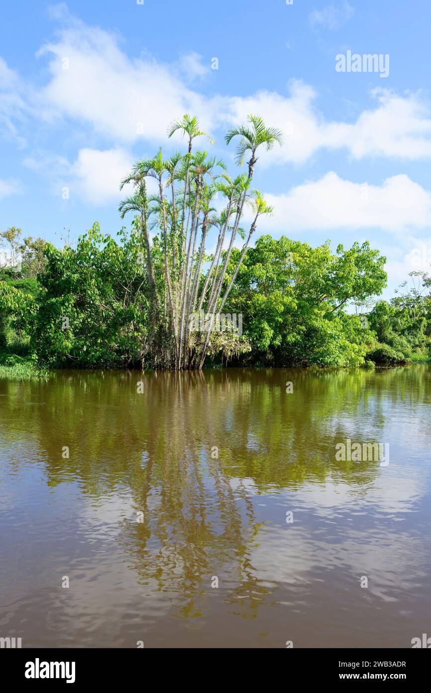 Trees reflecting in an Amazon tributary, Amazonas state, Brazil Stock ...
