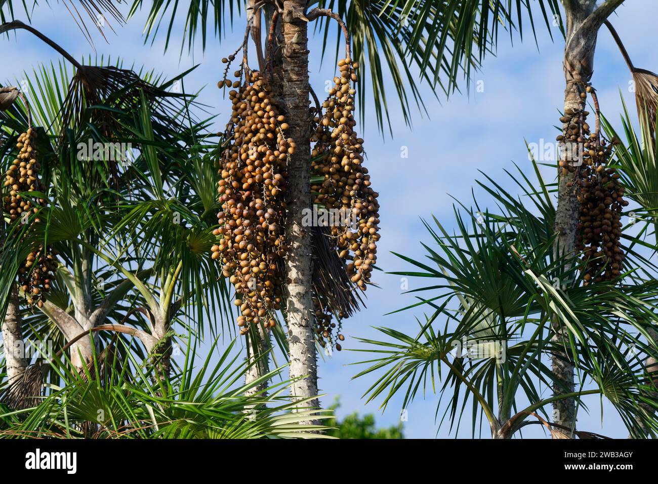 Fruits of the Mauritia flexuosa palm tree known as the moriche palm, Para state, Brazil Stock Photo