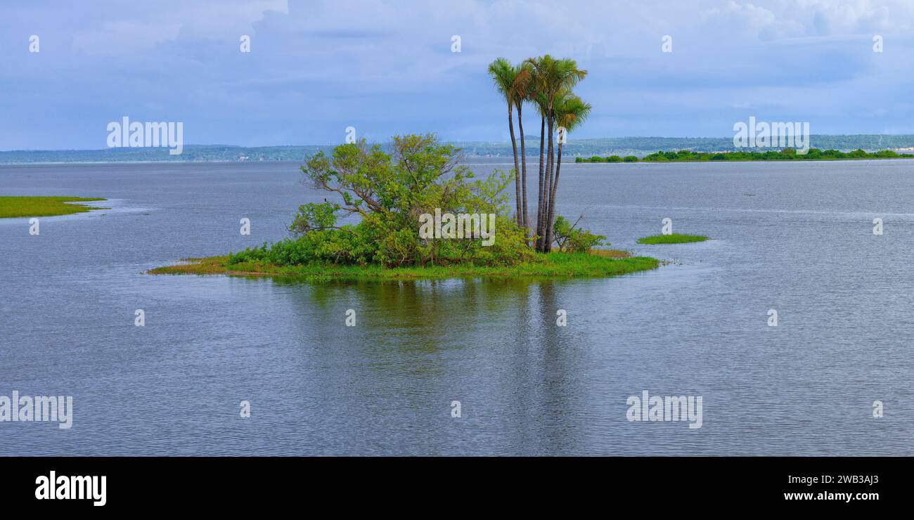Flooded forest, Para State, Brazil Stock Photo