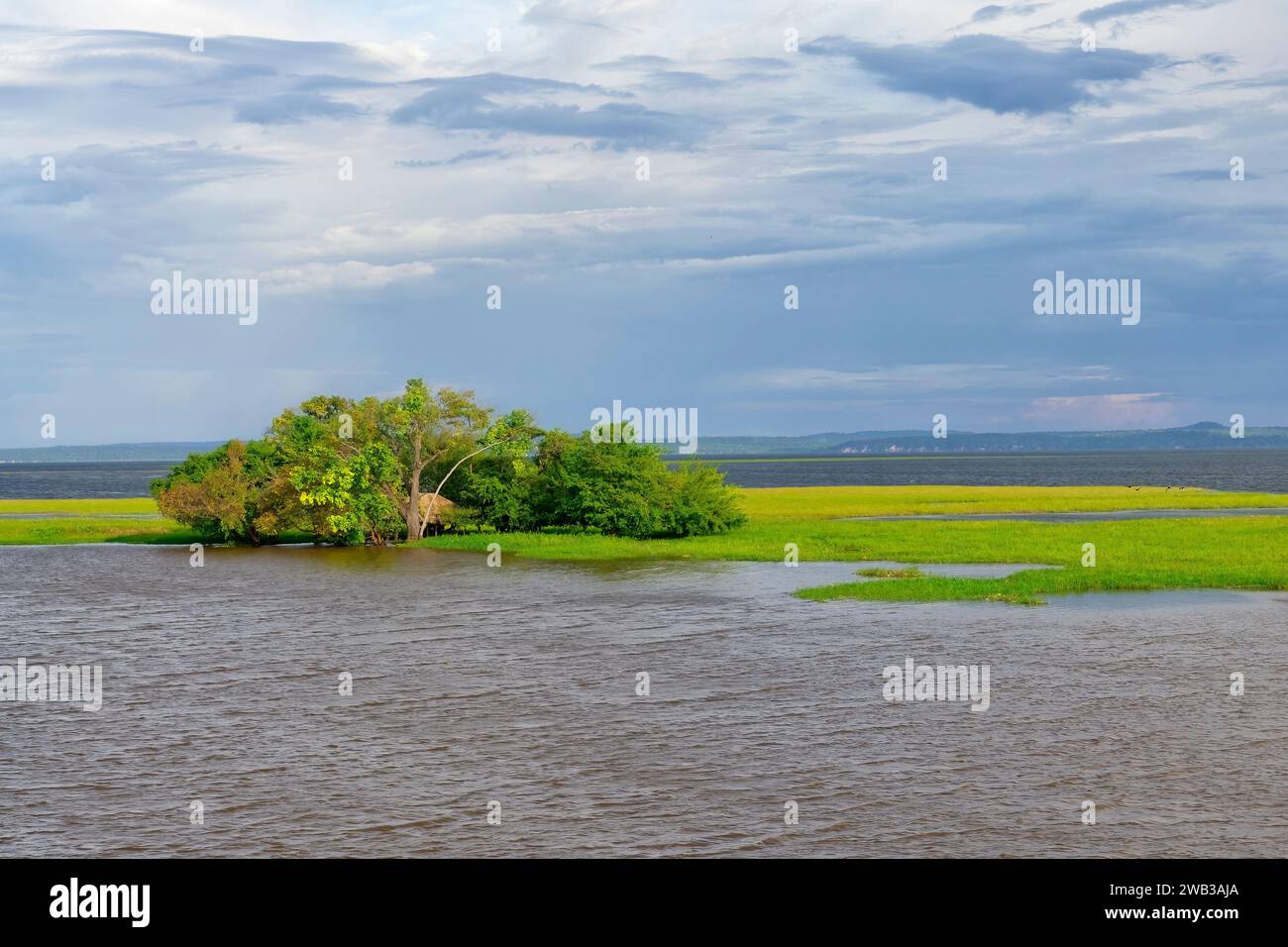 Flooded forest, Para State, Brazil Stock Photo