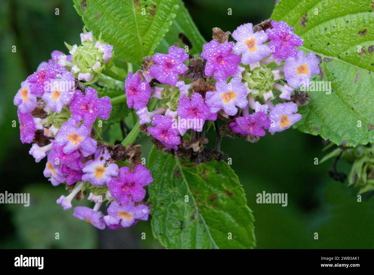 Purple lantana flower, Amazonian rainforest, Amazonas state, Brazil Stock Photo