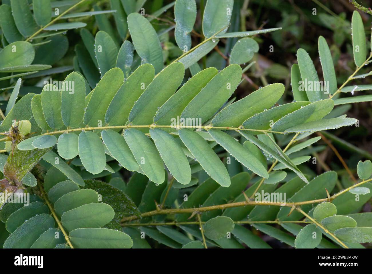 Jacarandá-de-Espinho leaves, Machaerium hirtum, Amazonian rainforest, Amazonas state, Brazil Stock Photo