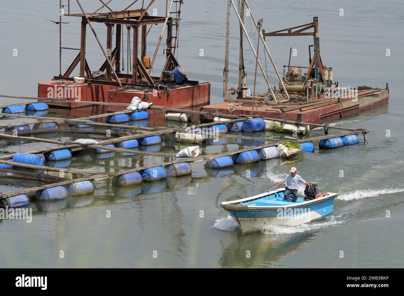 GHANA, Asutsuare, Volta river, Tilapia fish breeding farm of chinese