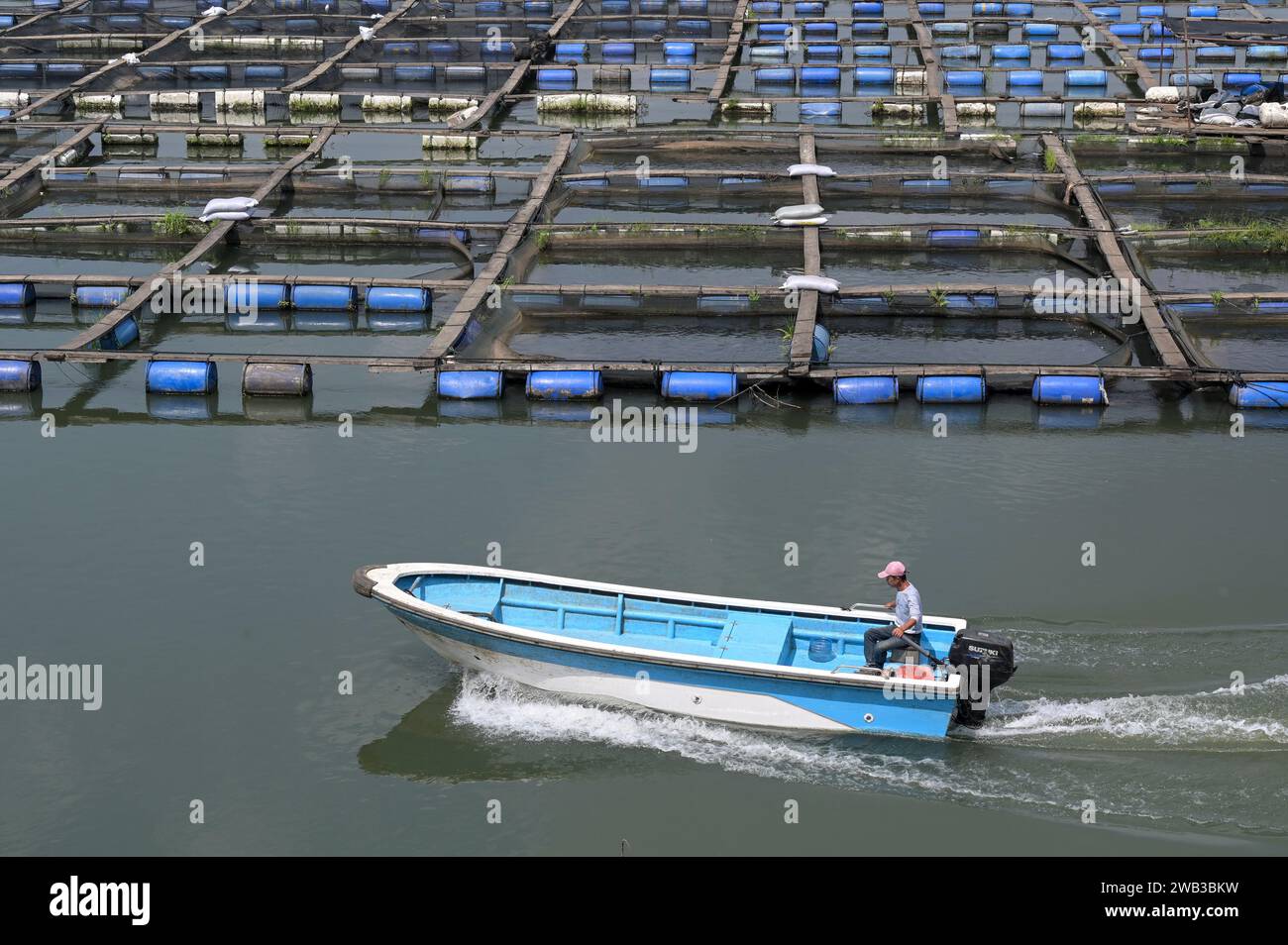 GHANA, Asutsuare, Volta river, Tilapia fish breeding farm of chinese