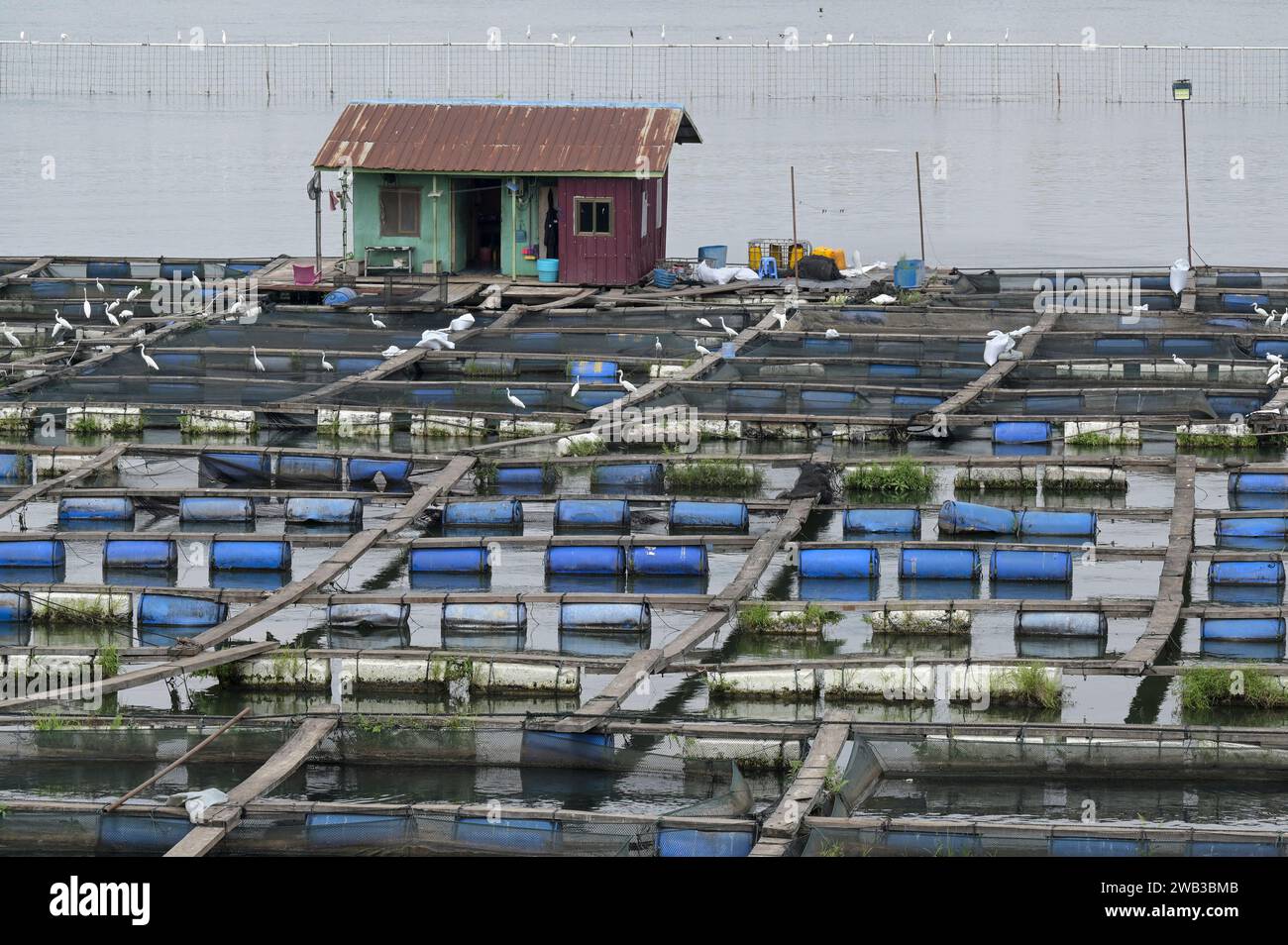 GHANA, Asutsuare, Volta river, Tilapia fish breeding farm of chinese