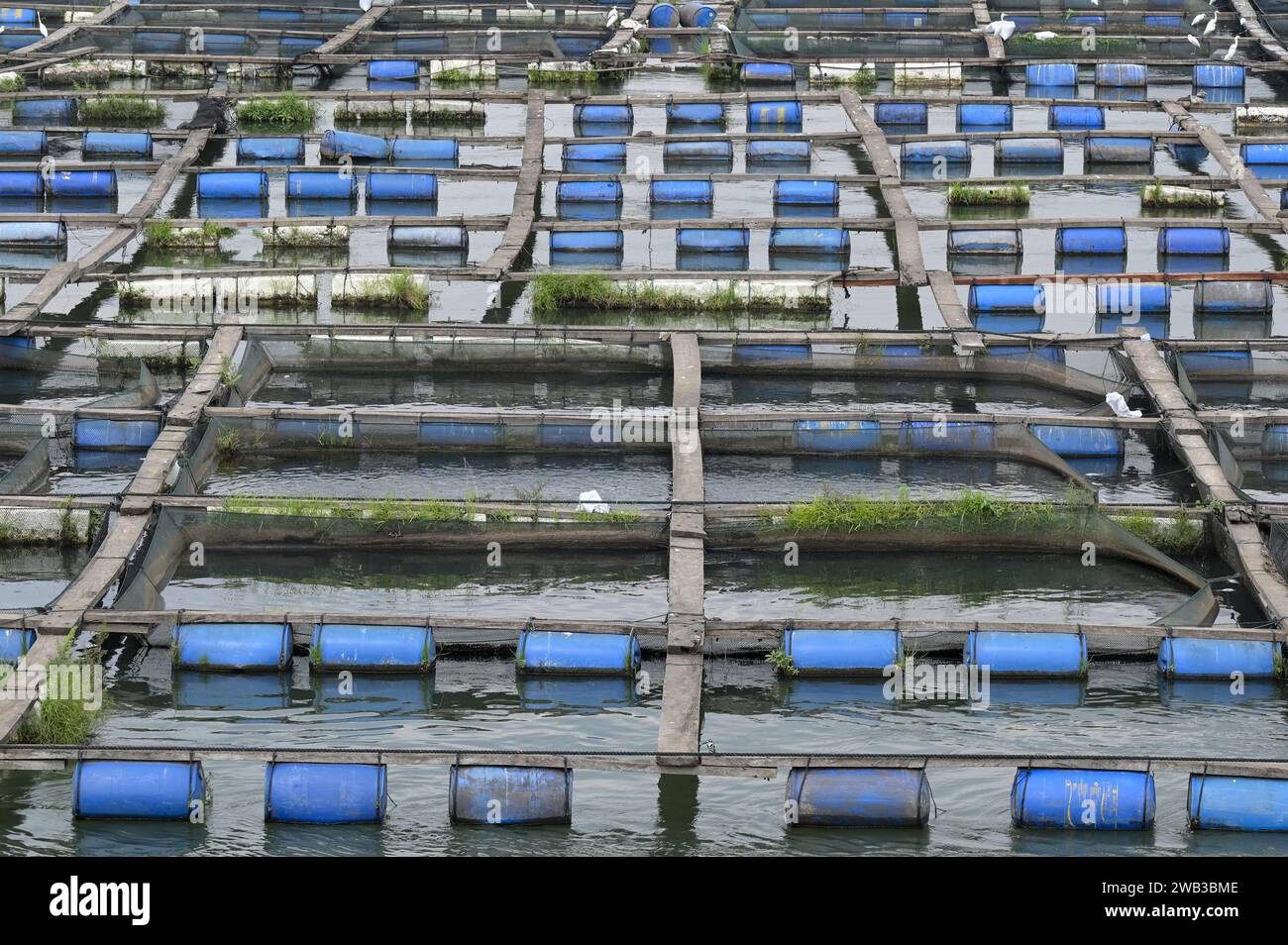 GHANA, Asutsuare, Volta river, Tilapia fish breeding farm of chinese