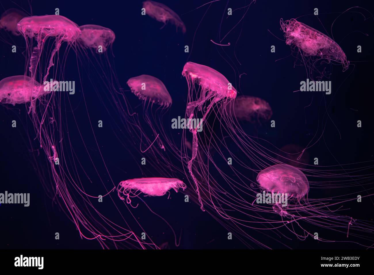 Group of fluorescent jellyfish swim underwater in aquarium pool with pink neon light. The Atlantic sea nettle chrysaora quinquecirrha in blue water, o Stock Photo