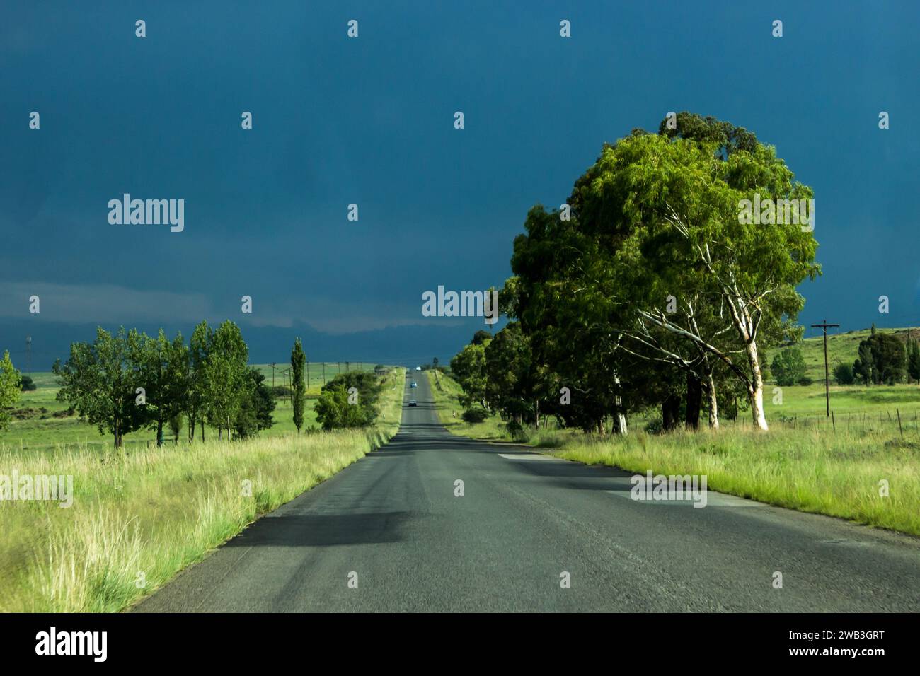 Sunlight illuminating a small stand of Eucalyptus trees against an ominous gathering storm Stock Photo