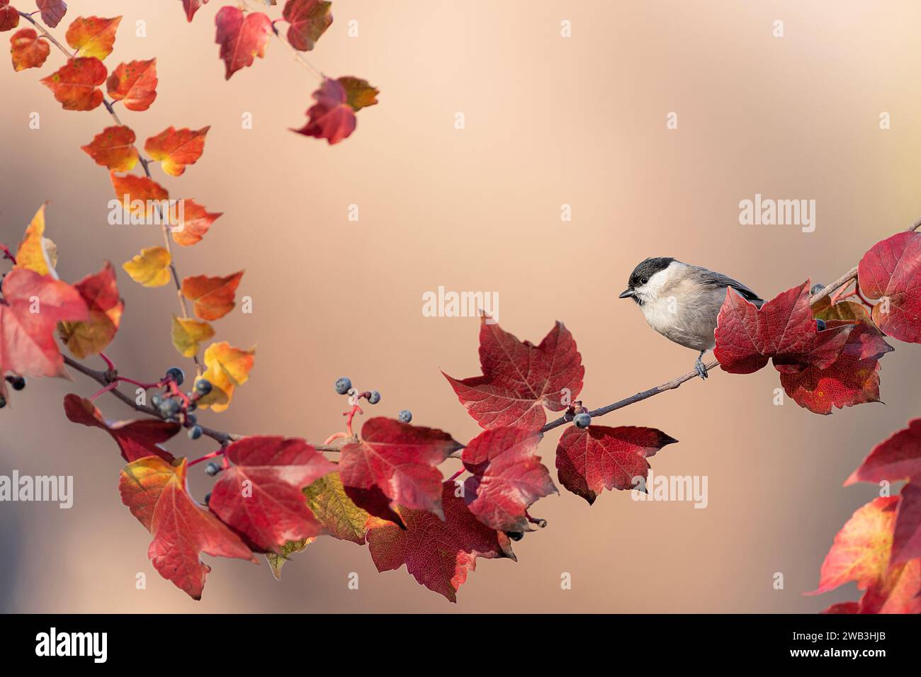 Among the autumn leaves, the marsh tit perched on grape ivy (Poecile palustris on Parthenocissus tricuspidata) Stock Photo