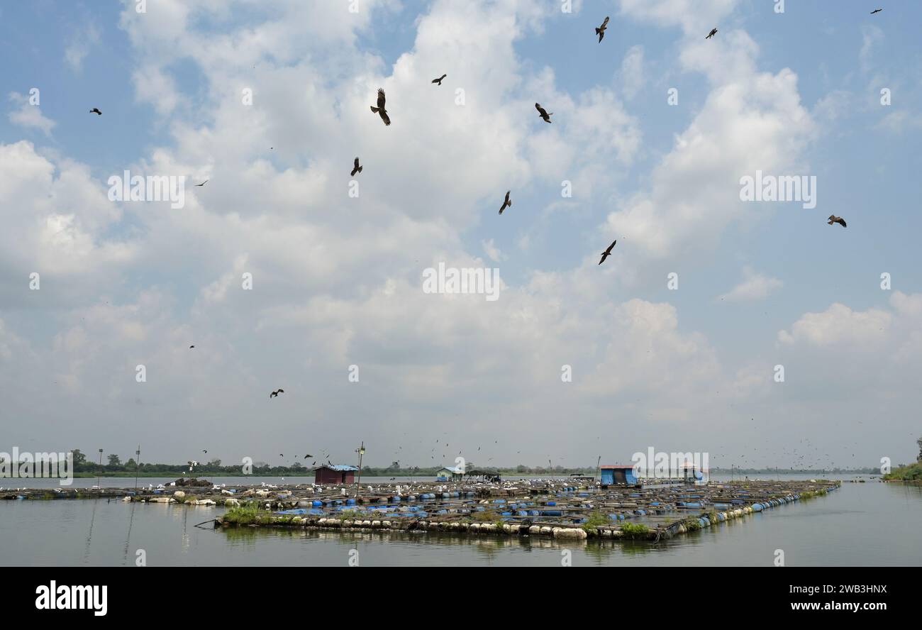 GHANA, Asutsuare, Volta river, Tilapia fish breeding farm of chinese