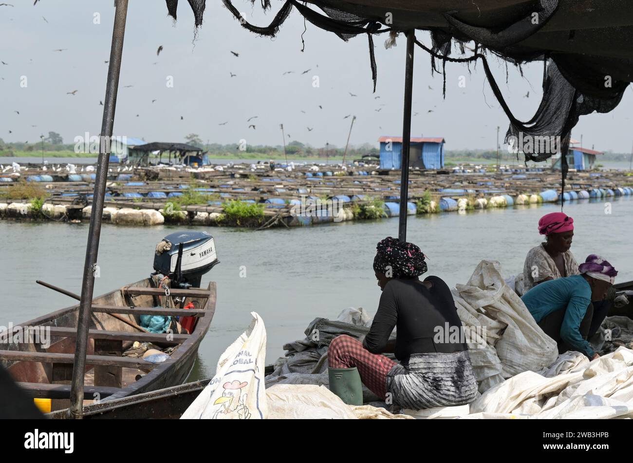 GHANA, Asutsuare, Volta river, Tilapia fish breeding farm of chinese