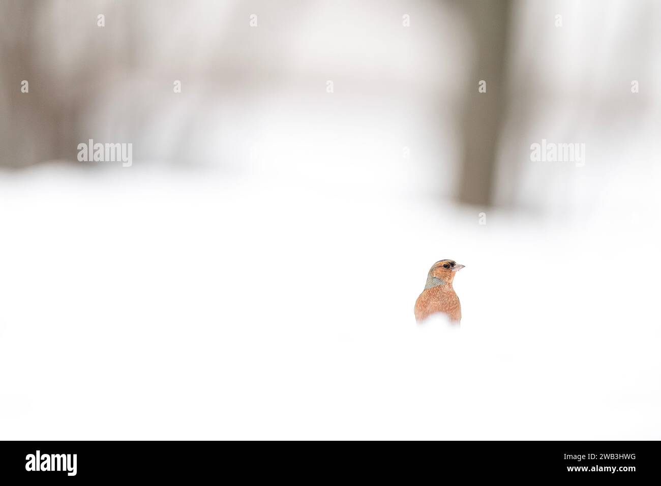 In the snowy forest, the chaffinch male in the winter season (Fringilla coelebs) Stock Photo