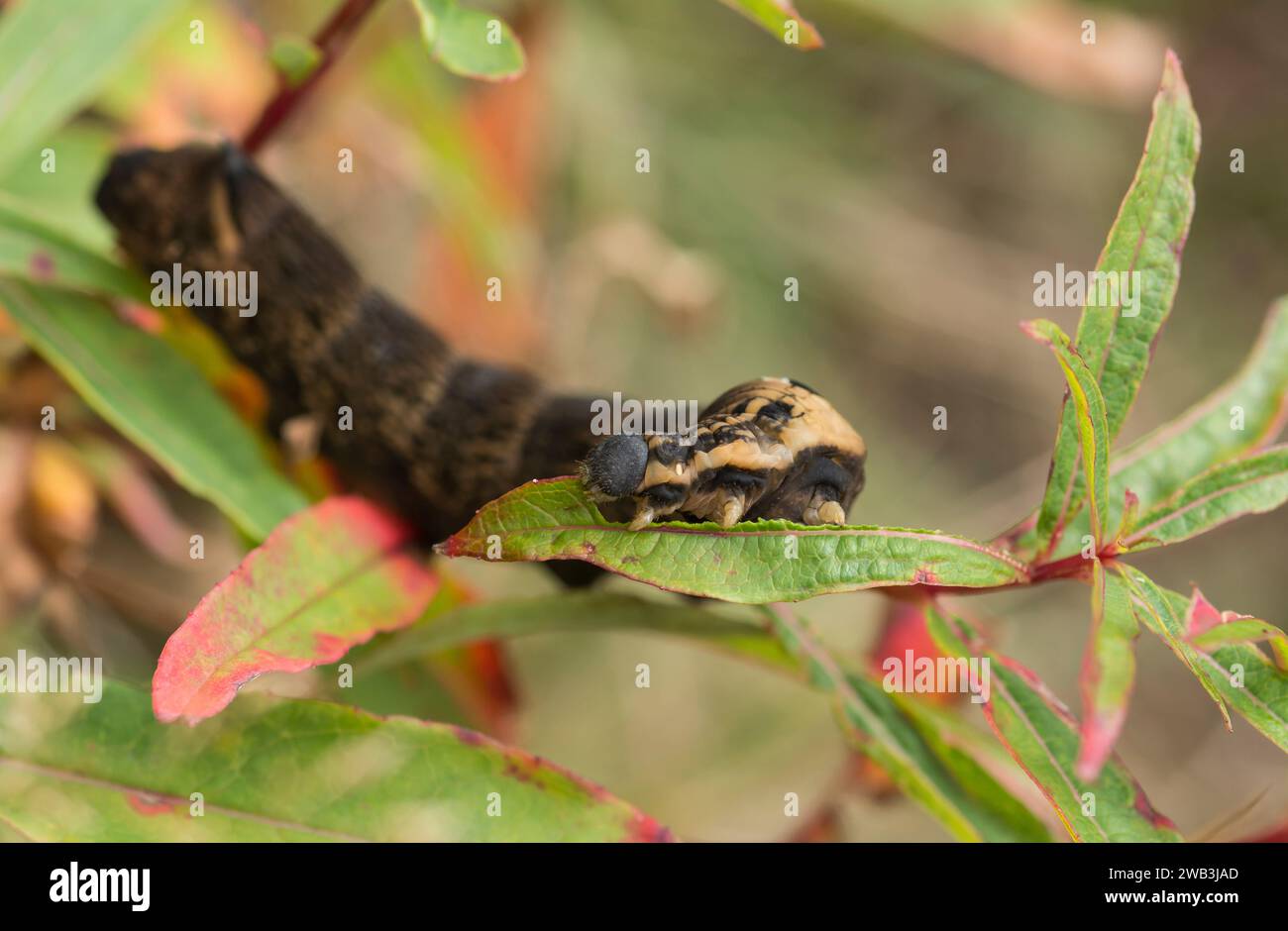 Elephant Hawkmoth caterpillar Deilephila elpenor, as discovered on site, feeding on willowherb leaves in moorland habitat on  the Cleveland hills, Nor Stock Photo