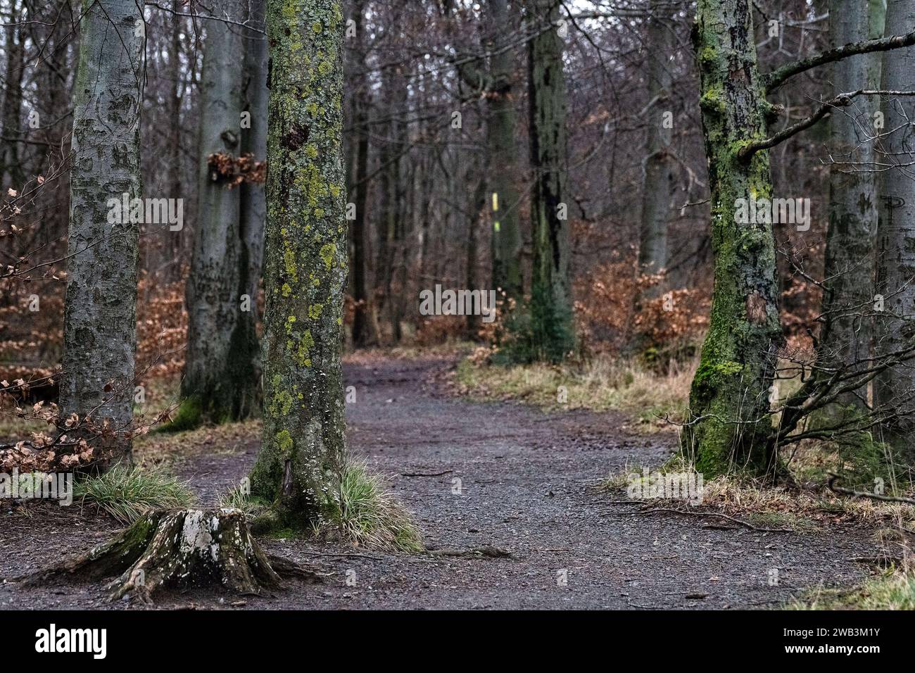Hessisch Oldendorf, Germany. 31st Dec, 2023. A hiking trail leads through the Hohenstein natural forest. The Hohenstein forest is one of the largest wilderness areas in Lower Saxony. Credit: Swen Pförtner/dpa/Alamy Live News Stock Photo