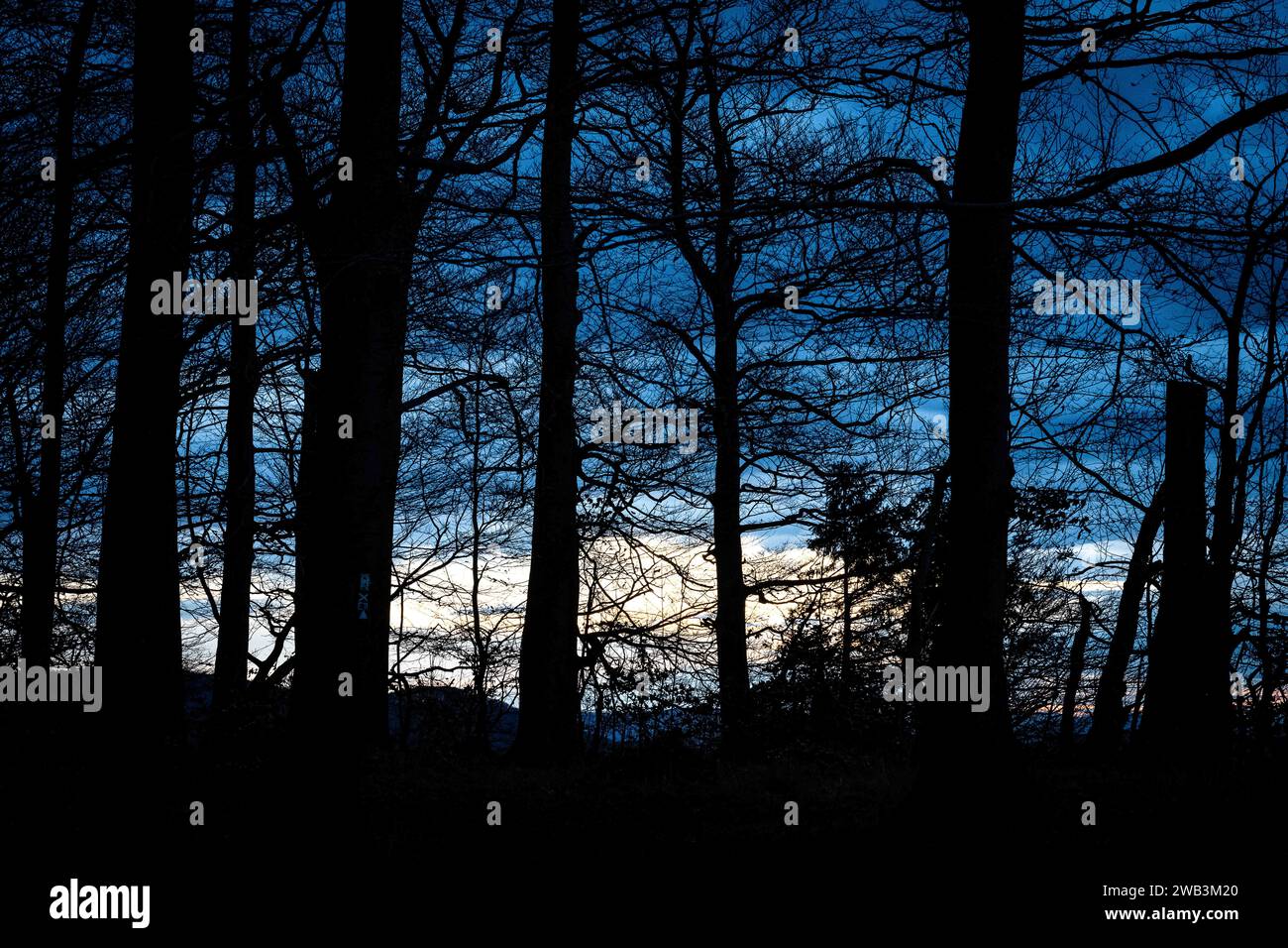 Hessisch Oldendorf, Germany. 31st Dec, 2023. View of the Hohenstein natural forest. The Hohenstein forest area is one of the largest wilderness areas in Lower Saxony. Credit: Swen Pförtner/dpa/Alamy Live News Stock Photo