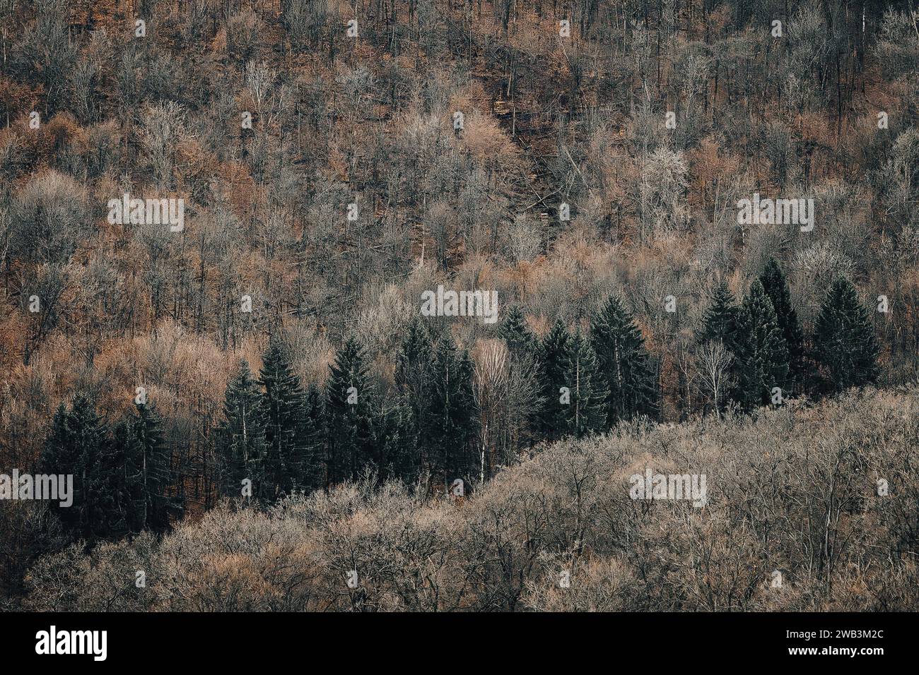 Hessisch Oldendorf, Germany. 31st Dec, 2023. View of trees in the Hohenstein natural forest. The Hohenstein forest area is one of the largest wilderness areas in Lower Saxony. Credit: Swen Pförtner/dpa/Alamy Live News Stock Photo