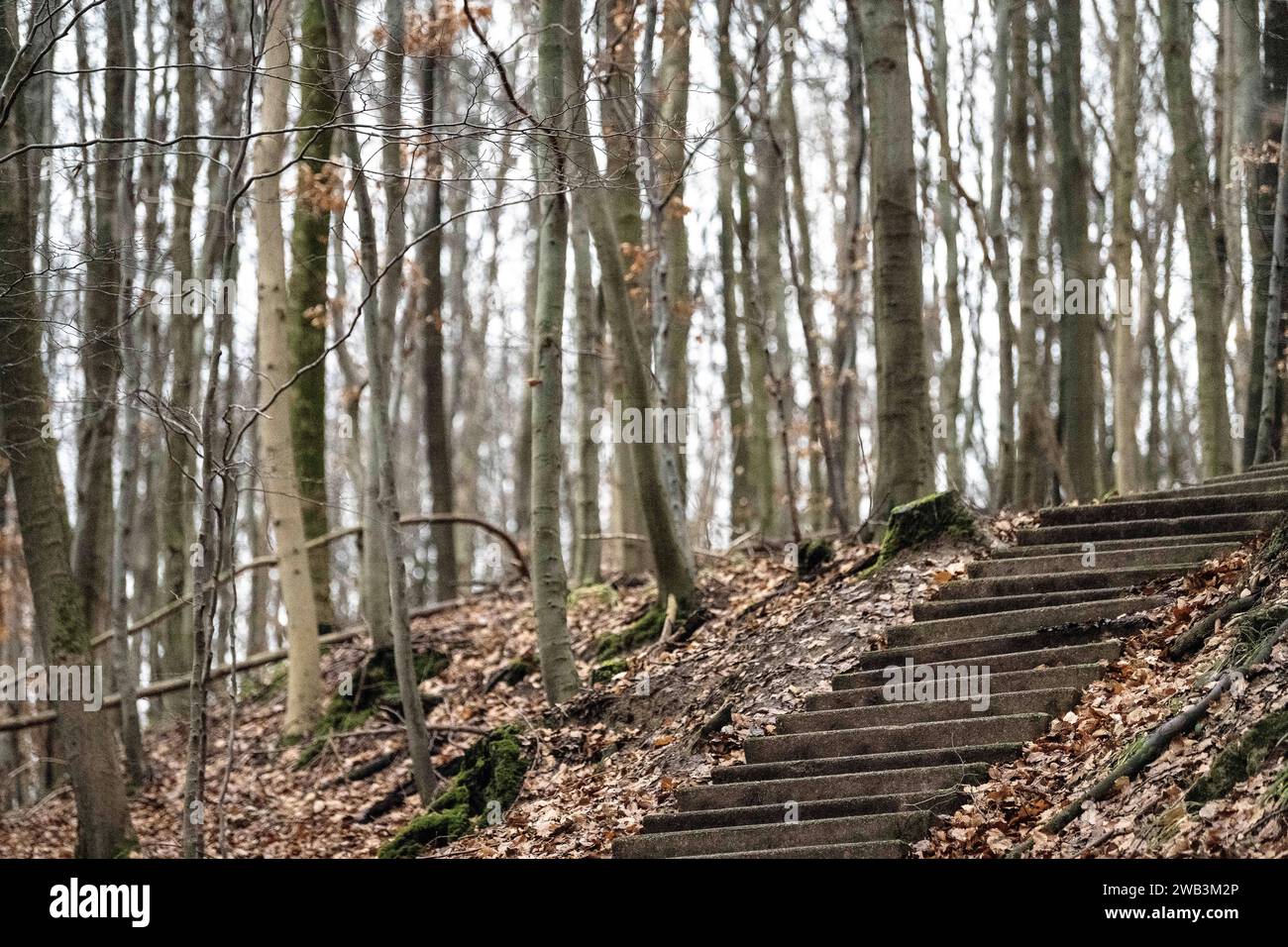Hessisch Oldendorf, Germany. 31st Dec, 2023. A stone staircase can be seen in front of trees in the Hohenstein natural forest. The Hohenstein forest area is one of the largest wilderness areas in Lower Saxony. Credit: Swen Pförtner/dpa/Alamy Live News Stock Photo