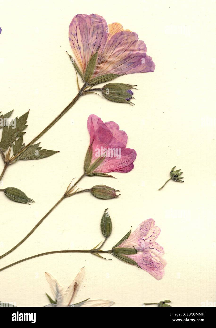 Pressed flowers victorian hi-res stock photography and images - Alamy