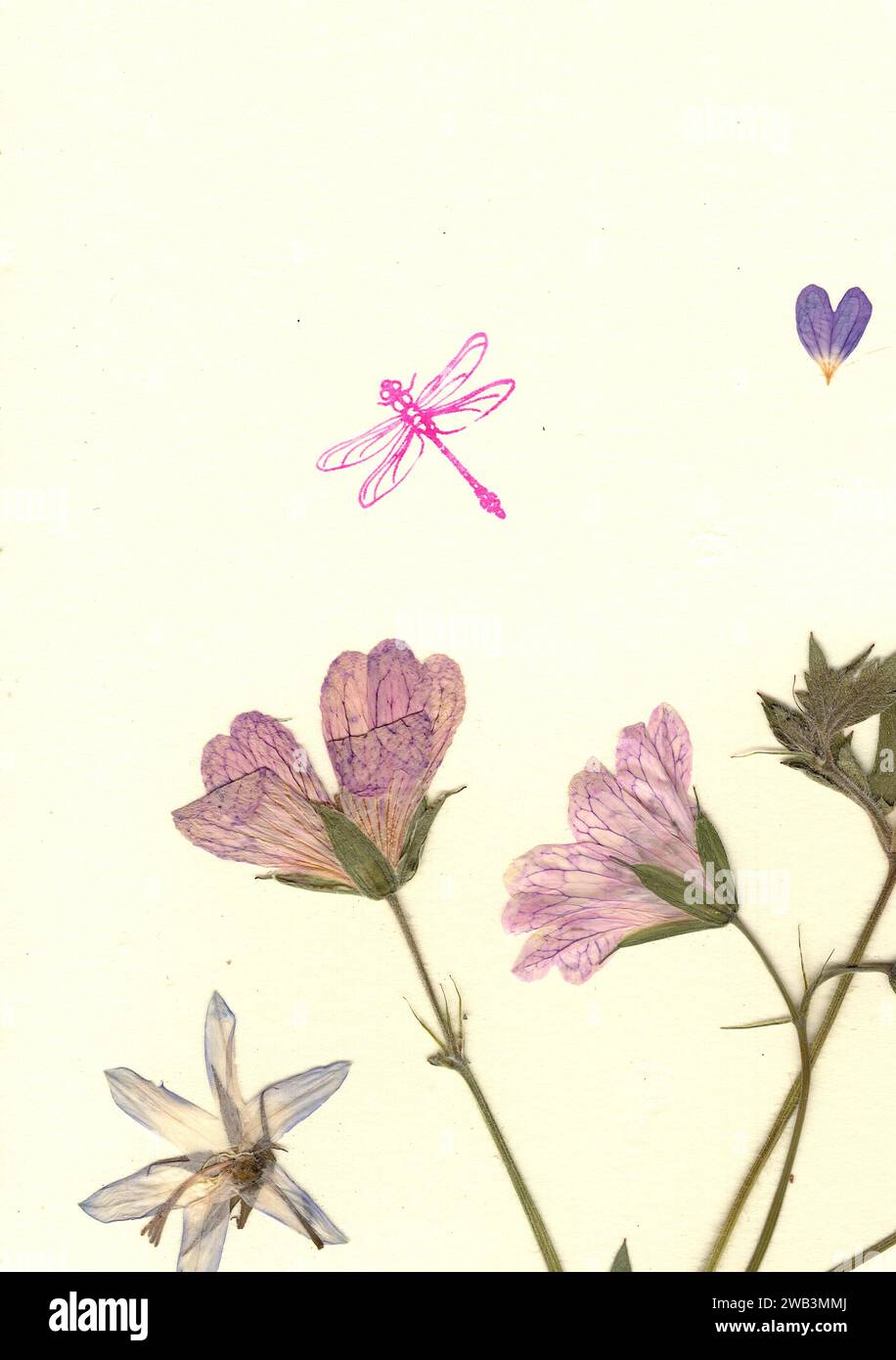 Pressed flowers victorian hi-res stock photography and images - Alamy