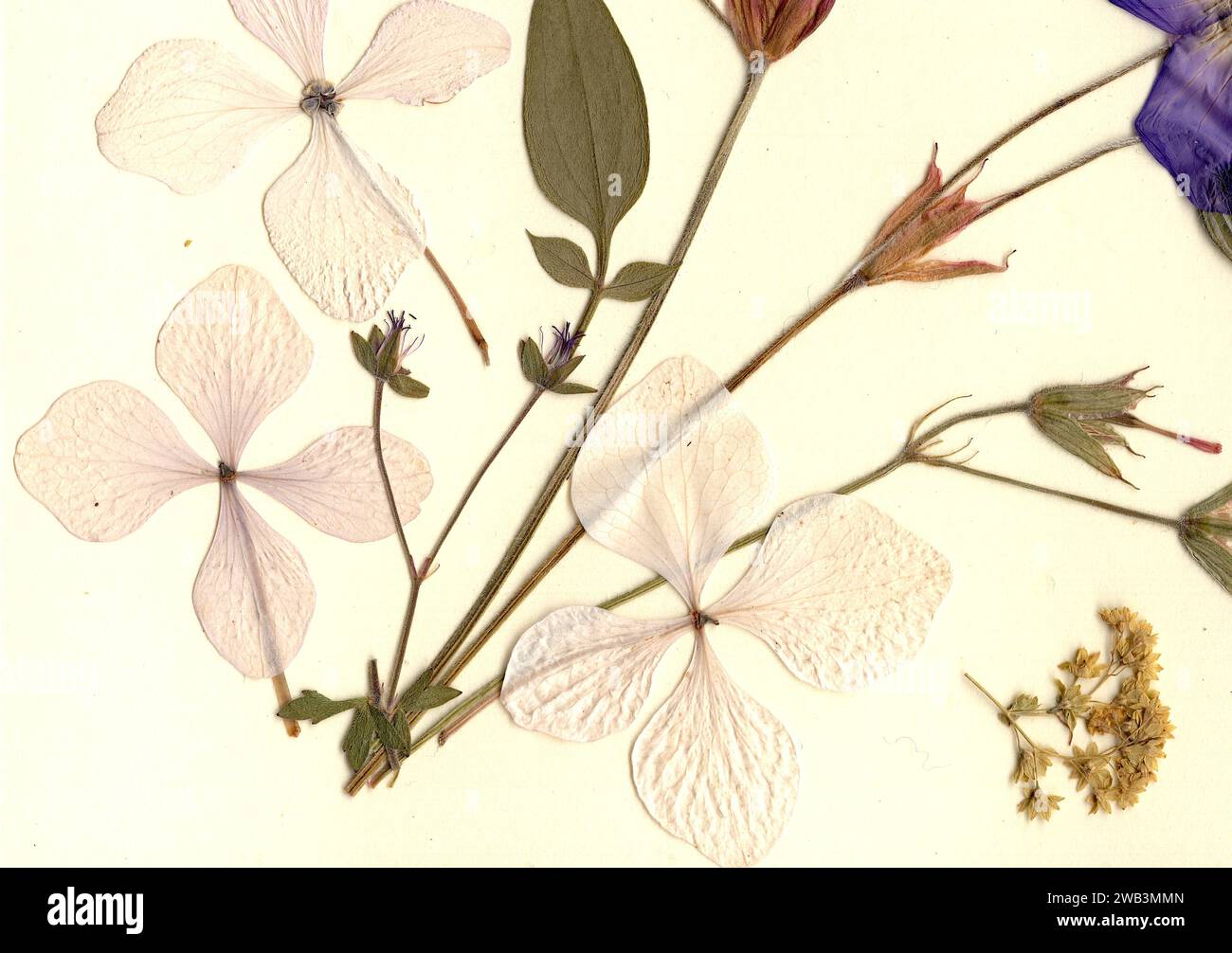 Pressed flowers victorian hi-res stock photography and images - Alamy