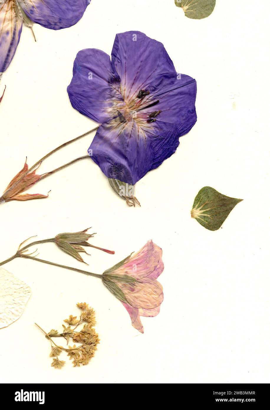 Pressed flowers victorian hi-res stock photography and images - Alamy