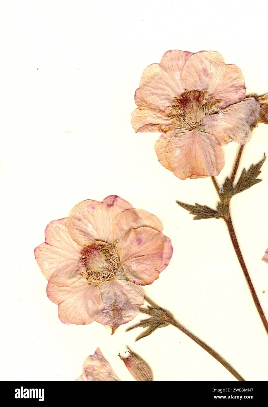 Pressed flowers victorian hi-res stock photography and images - Alamy
