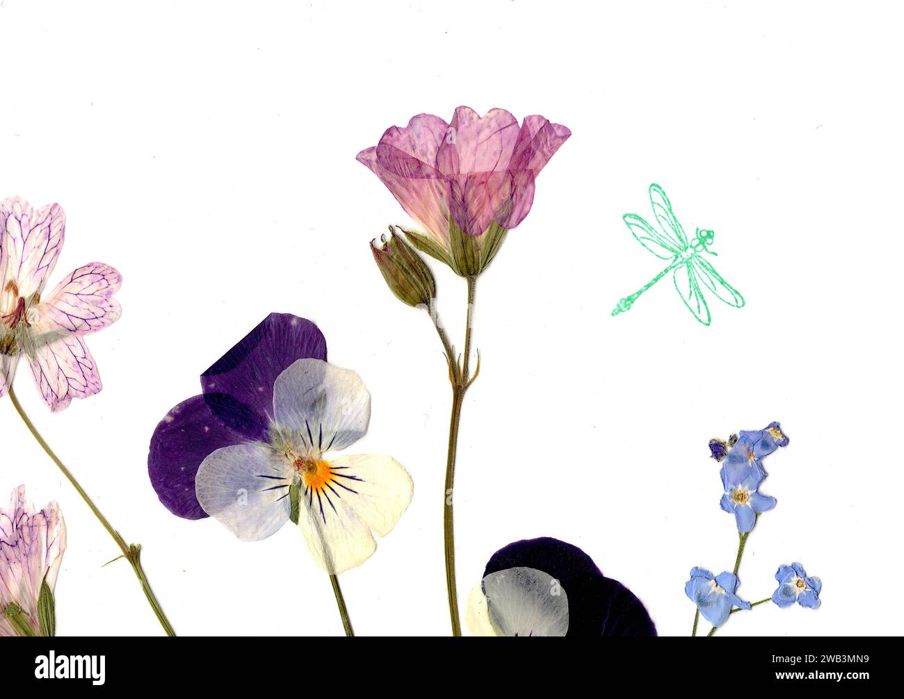 Pressed summer flowers with a green dragonfly on a white background ...