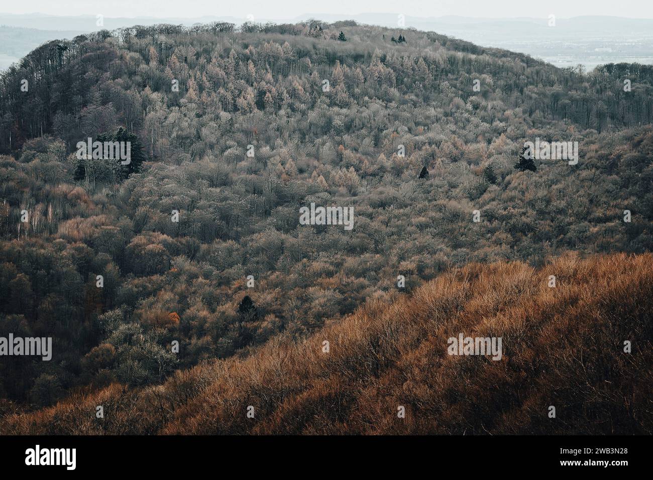 Hessisch Oldendorf, Germany. 31st Dec, 2023. View of the trees in the Hohenstein natural forest. The Hohenstein forest is one of the largest wilderness areas in Lower Saxony. Credit: Swen Pförtner/dpa/Alamy Live News Stock Photo