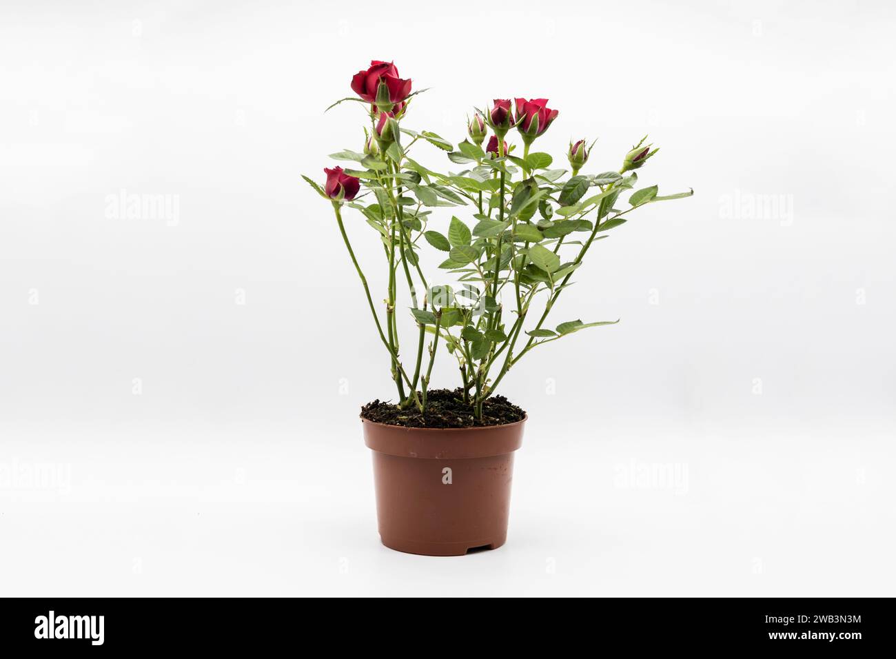 The red roses in a pot isolated on a white background. Stock Photo