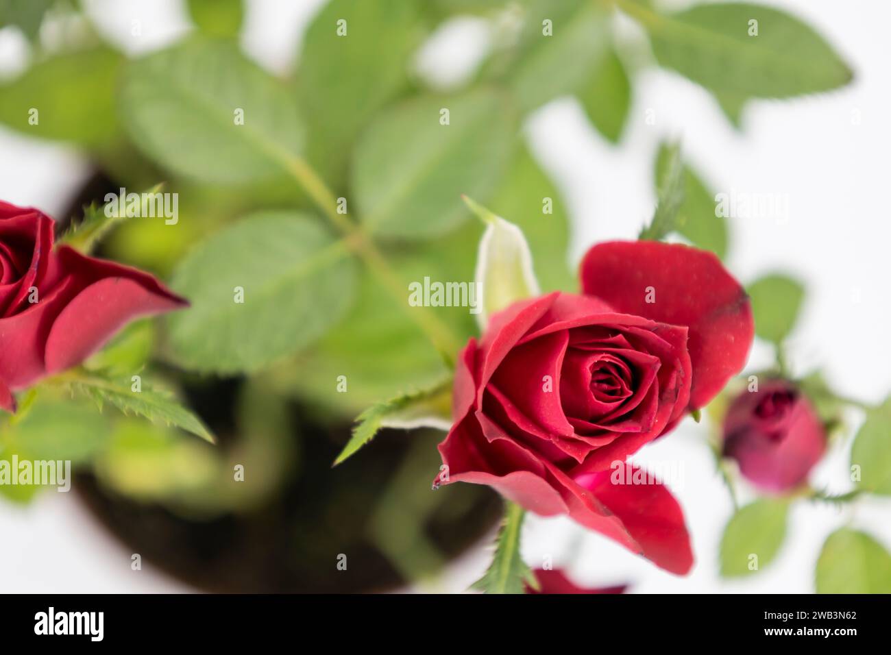 The beautiful young red roses with green leaves on the white background. Stock Photo