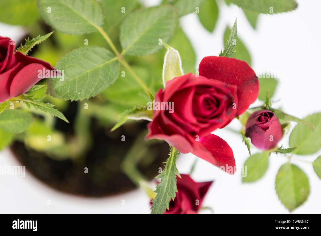 Bright red background blurry white hi-res stock photography and images ...
