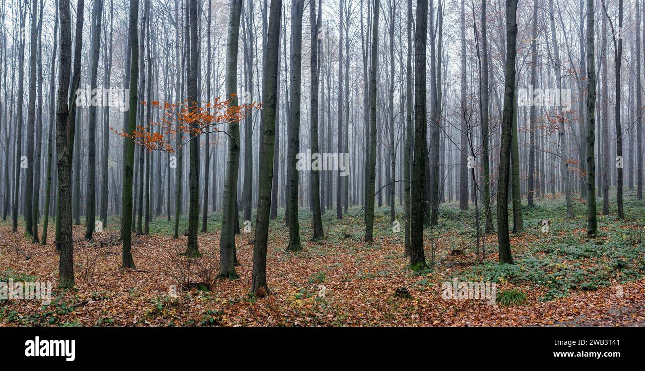 November Cold Misty november mood autumn morning hi-res stock photography and images ...