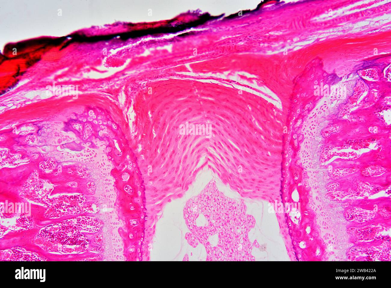 Connective tissue hi-res stock photography and images - Alamy