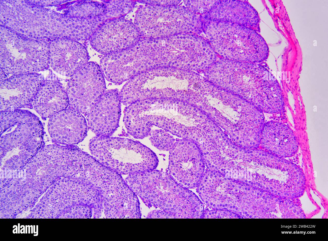 Rabbit testicle showing from right to left parietal layer and seminal vesicle lobules with