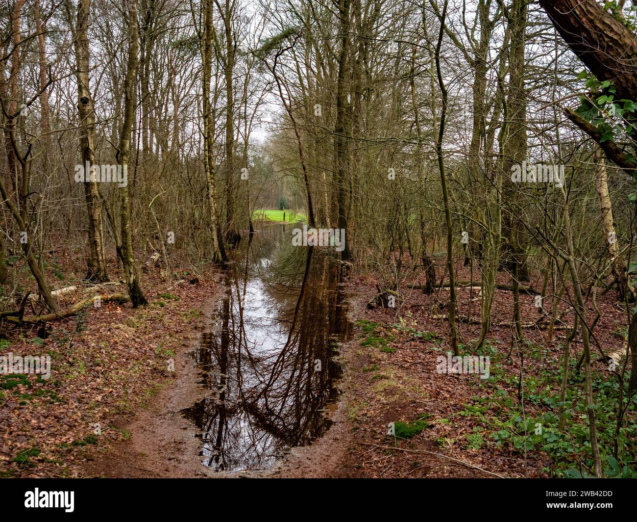 Utrecht Netherlands 06th Jan 2024 A Path Is Seen Completely Flooded   Utrecht Netherlands 06th Jan 2024 A Path Is Seen Completely Flooded Due To The Heavy Rainfall And High Water Levels Lots Of Agricultural Fields Are Flooded The Soil Is No Longer Able To Absorb Water And A Lot Of Trees Have Been Falling Over Because The Roots Are Rot This Weekend The Temperatures Have Severely Dropped Giving A High Chance Of Ice Formation And Ice Skating May Become Possible On Natural Ice Credit Sopa Images Limitedalamy Live News 2WB42DD 