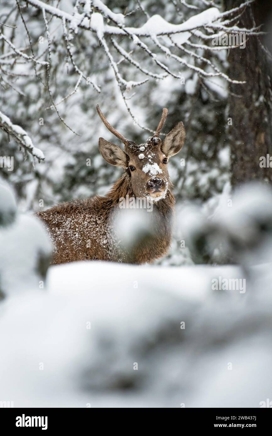 Wild yearling red deer (Cervus elaphus) in a snowy forest, red deer with its muzzle and fur covered in snow on a frosty winter day. Italy Stock Photo